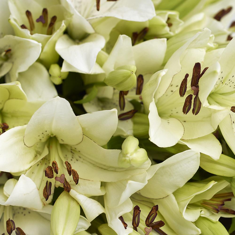 Crisp Snow Lily Bouquet - Heart & Thorn flower delivery - USA delivery