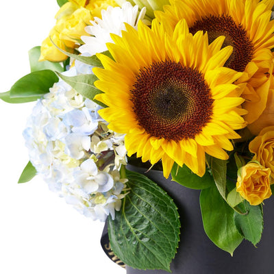 Crowning Glory Sunflower Arrangement. Sunflowers Gathered Together with Hydrangeas, Roses, Spray Roses, Lilies, Alstroemeria, Daisies, Ruscus, and Leather Leaf in a Tall Black Designer Box. Mixed Floral Gifts from Heart & Thorn USA - Same Day USA Delivery.