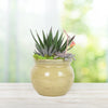 Potted Succulent - Heart & Thorn delivery - USA delivery