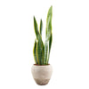 Golden Edged Sansevieria Trifasciata Plant - Heart & Thorn plant delivery - USA delivery