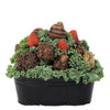 Mother's Day 12 Chocolate Covered Strawberry Gift Tin from Heart & Thorn USA - Chocolate Gift - USA Delivery