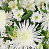 Peaceful White Mixed Floral Arrangement. Spider Chrysanthemums, Alstroemeria, and Daises with Salal, Ruscus and Baby’s Breath in a Square Black Hat Box. Floral Gifts from Heart & Thorn USA - Same Day USA Delivery.