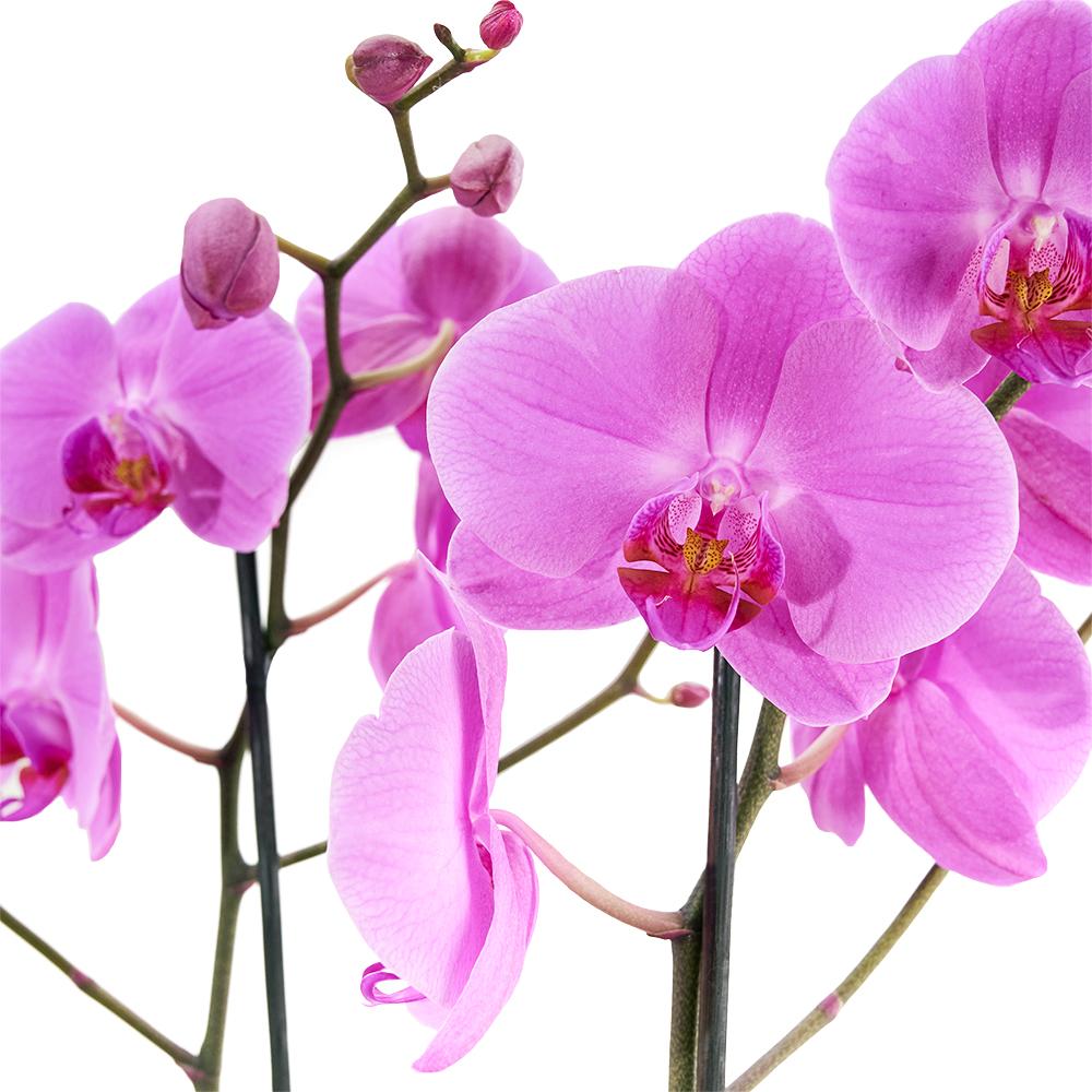 Perfect In Pink Exotic Orchid Plant. A Pink Orchid in a Sleek Black Designer Hat Box. Plant Gifts from Heart & Thorn USA - Same Day USA Delivery.