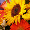 Ray of Hope Sunflower Bouquet. Sunflowers, Gerbera, Roses, Daisies, Spray Roses, and Greens in a Floral Wrap and Tied with Designer Ribbon. Mixed Flower Gifts from Heart & Thorn USA - Same Day USA Delivery.