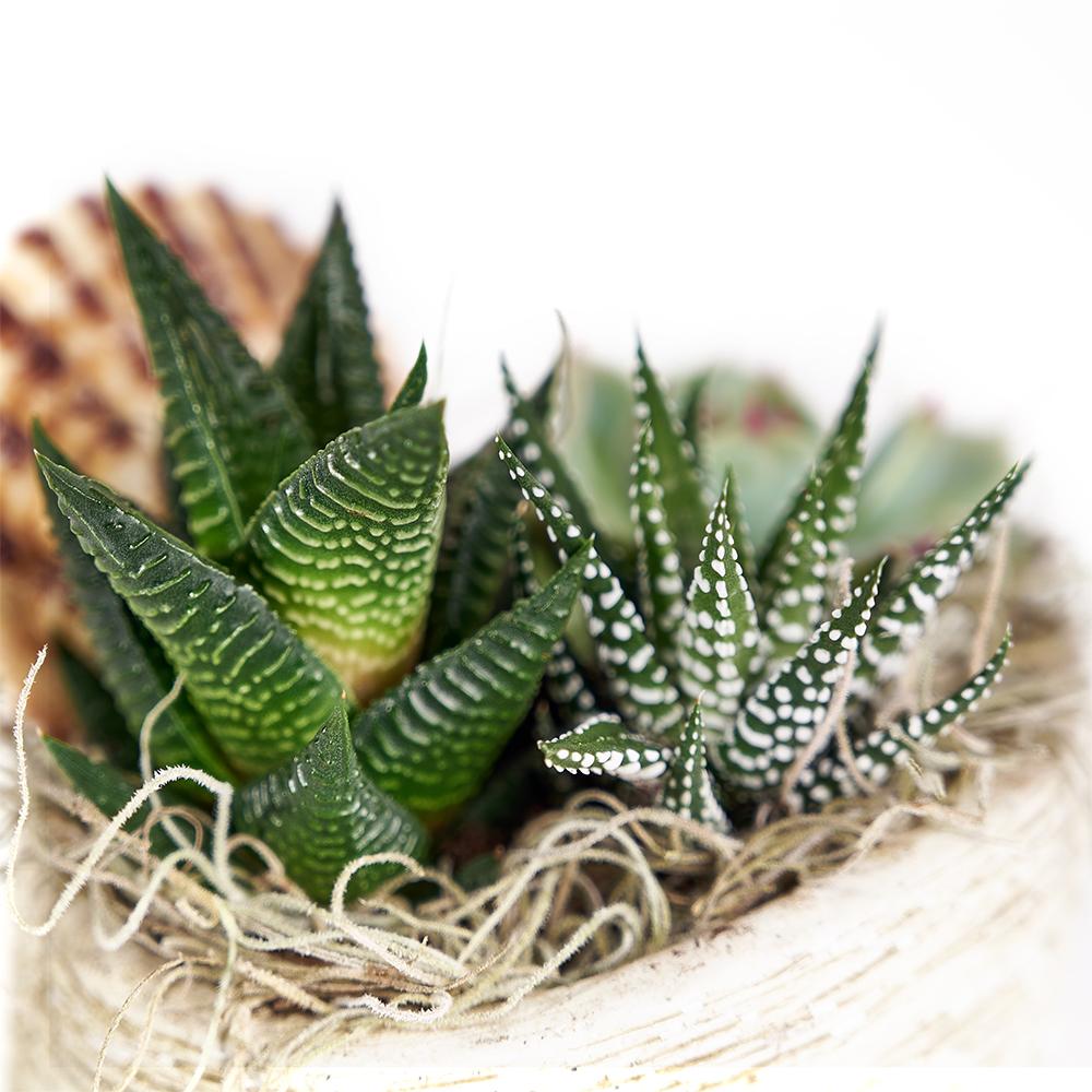 Shell Succulent Arrangement. Assorted Succulent Plants in a Shell-Shaped Planter with Shell Decorations. Plant Gifts from Heart & Thorn USA - Same Day USA Delivery.