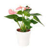 Wild & Free Anthurium Plant from Heart & Thorn USA - Plant Gift - USA Delivery