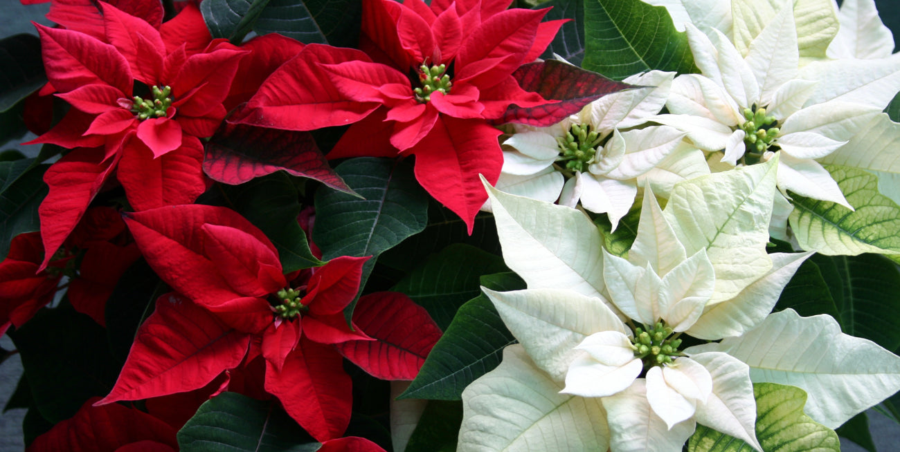 Tips for Making Holiday Flowers Last Longer