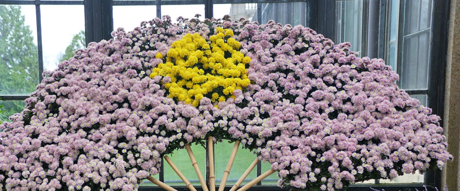 Fan Shaped Arrangement