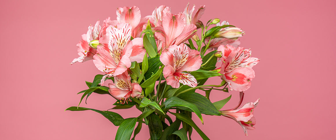 Alstroemeria