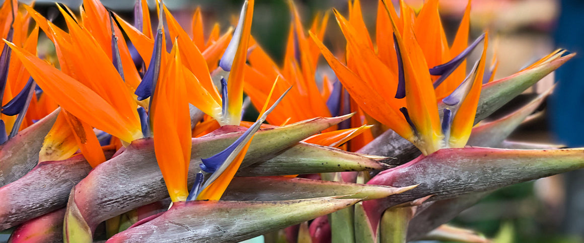 Bird of Paradise