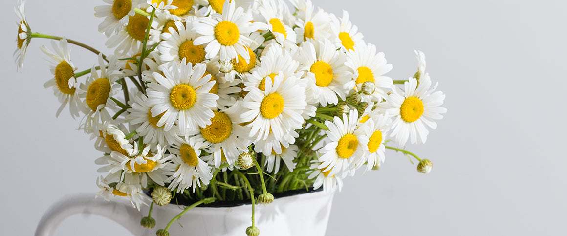 Daisies