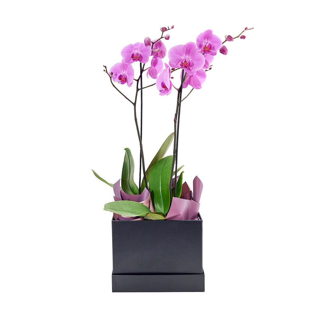 Perfect In Pink Exotic Orchid Plant from Heart &amp; Thorn USA - Plant Gift - USA Delivery