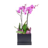 Perfect In Pink Exotic Orchid Plant from Heart & Thorn USA - Plant Gift - USA Delivery