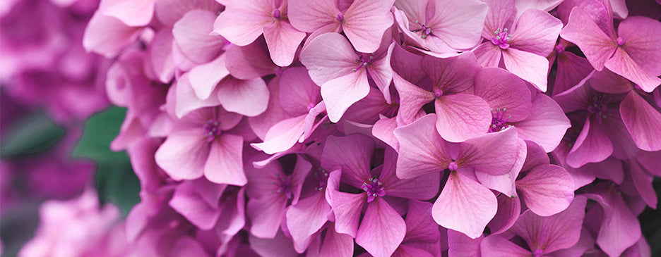 flower subscriptions