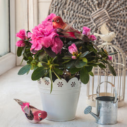 flowering plants flower subscription