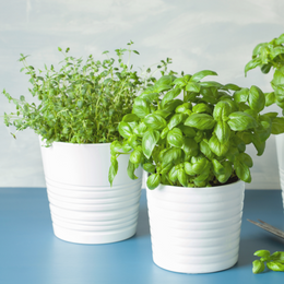 herbs flower subscription