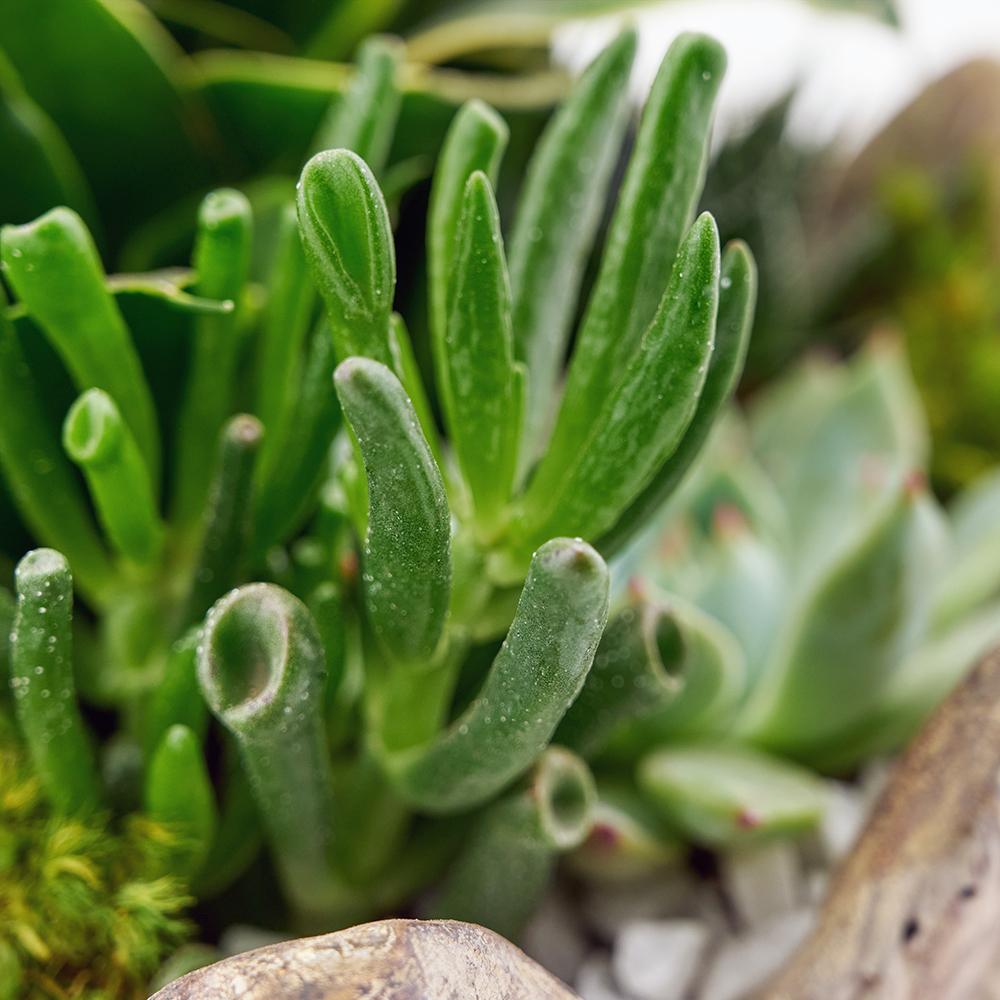 Bright Days Succulent Arrangement - Heart & Thorn plant delivery - USA delivery 