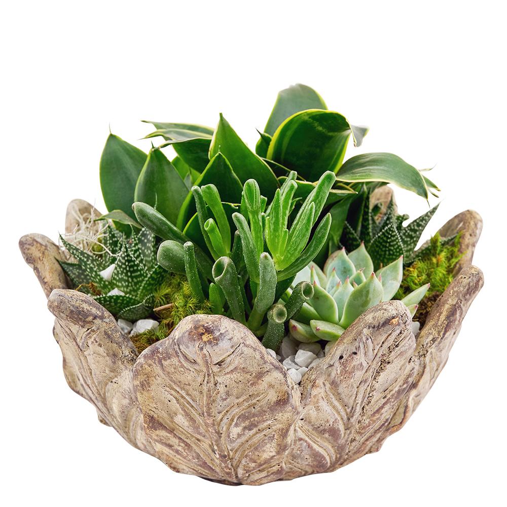 Bright Days Succulent Arrangement - Heart & Thorn plant delivery - USA delivery 