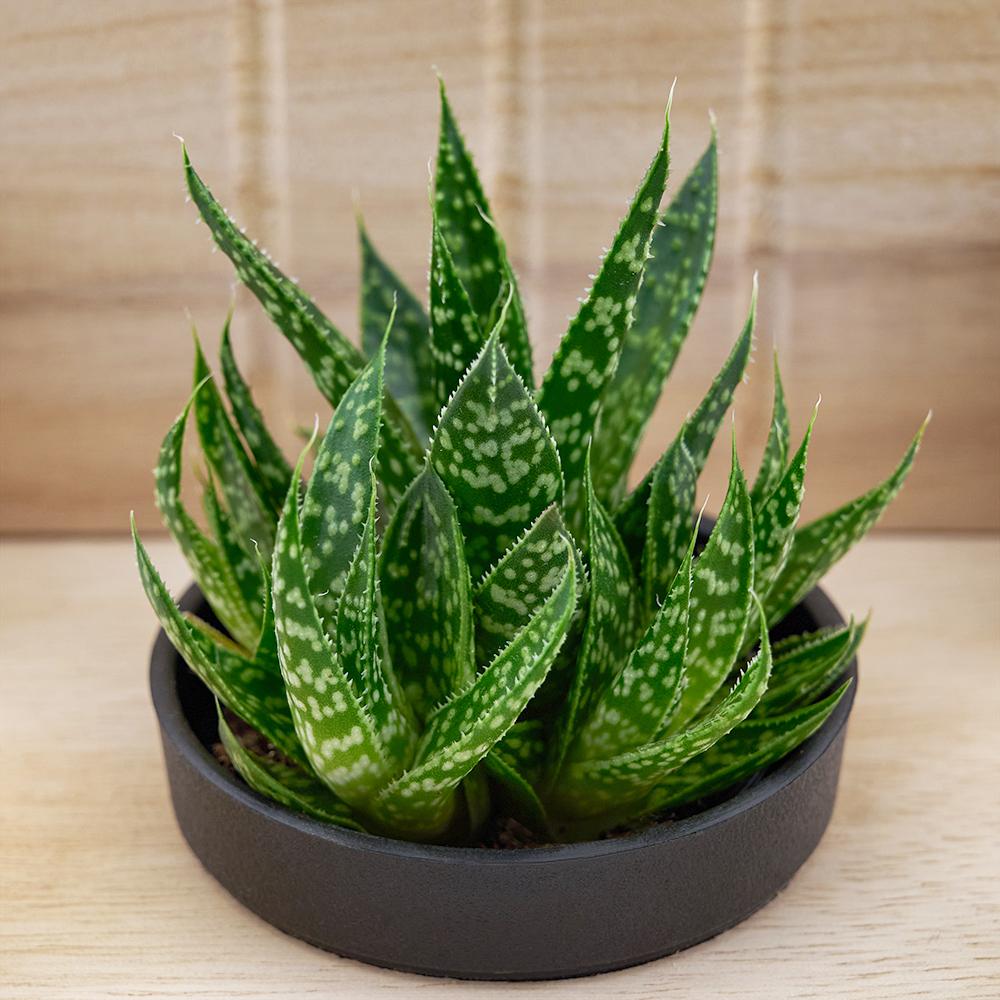 Butterfly Planter Chair Arrangement - Heart & Thorn Flower delivery - USA delivery