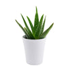 Calm Recollections Aloe Very Plant - Heart & Thorn plant delivery - USA delivery