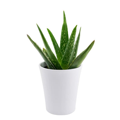 Calm Recollections Aloe Very Plant - Heart & Thorn plant delivery - USA delivery
