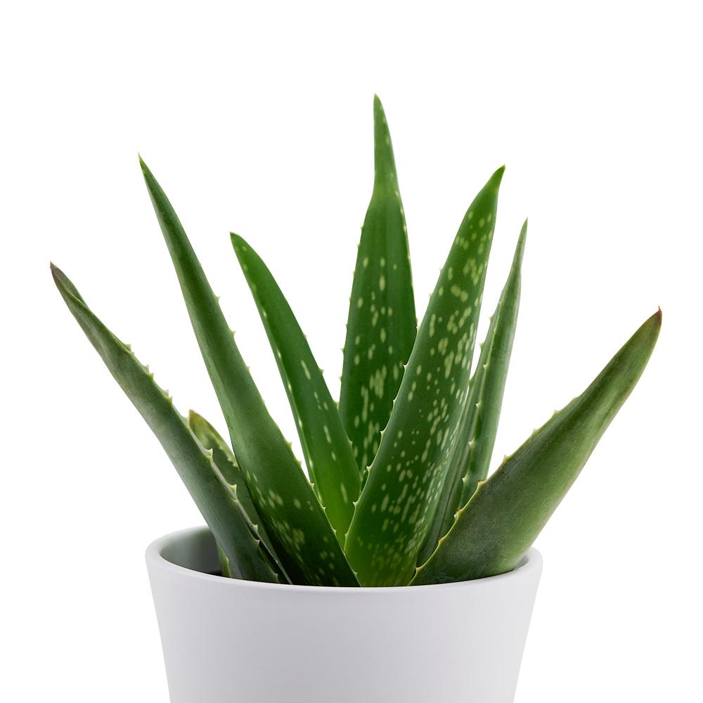 Calm Recollections Aloe Very Plant - Heart & Thorn plant delivery - USA delivery