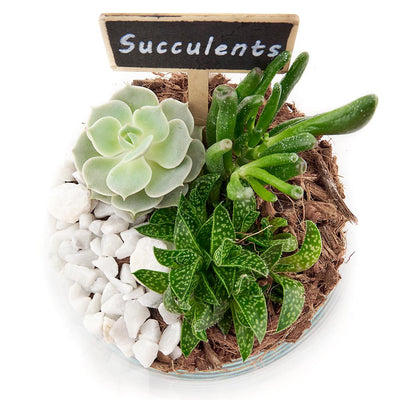 Circle of Life Succulent Terrarium - Heart & Thorn flower delivery - USA delivery
