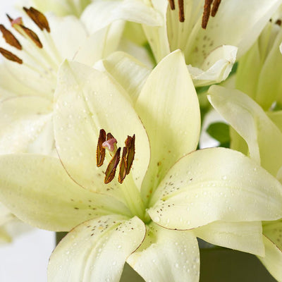 Cornsilk Surprise Lilies Box Arrangement - Heart & Thorn flower delivery - USA delivery