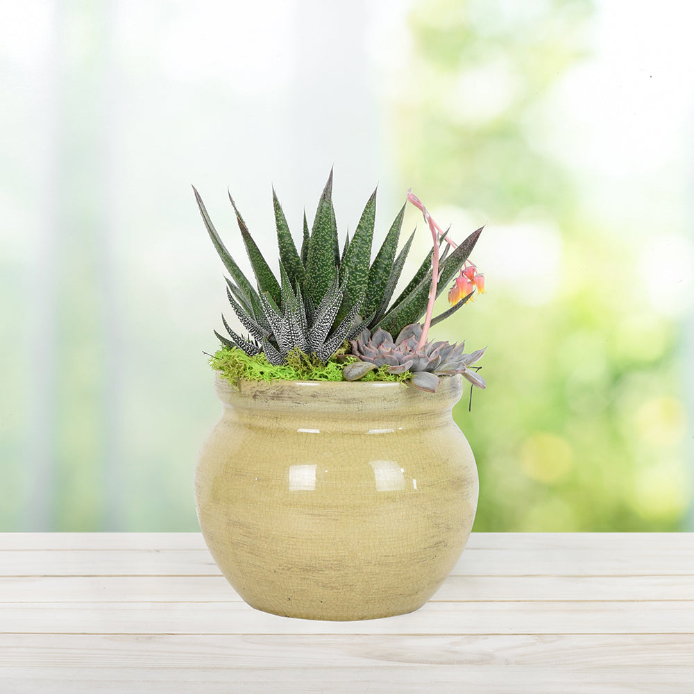 Potted Succulent
