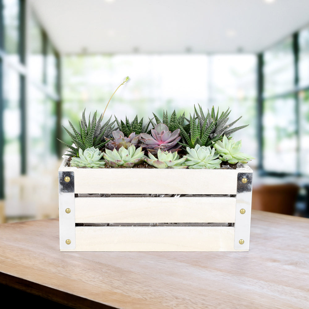 Succulent Garden Crate - Heart & Thorn delivery - USA delivery