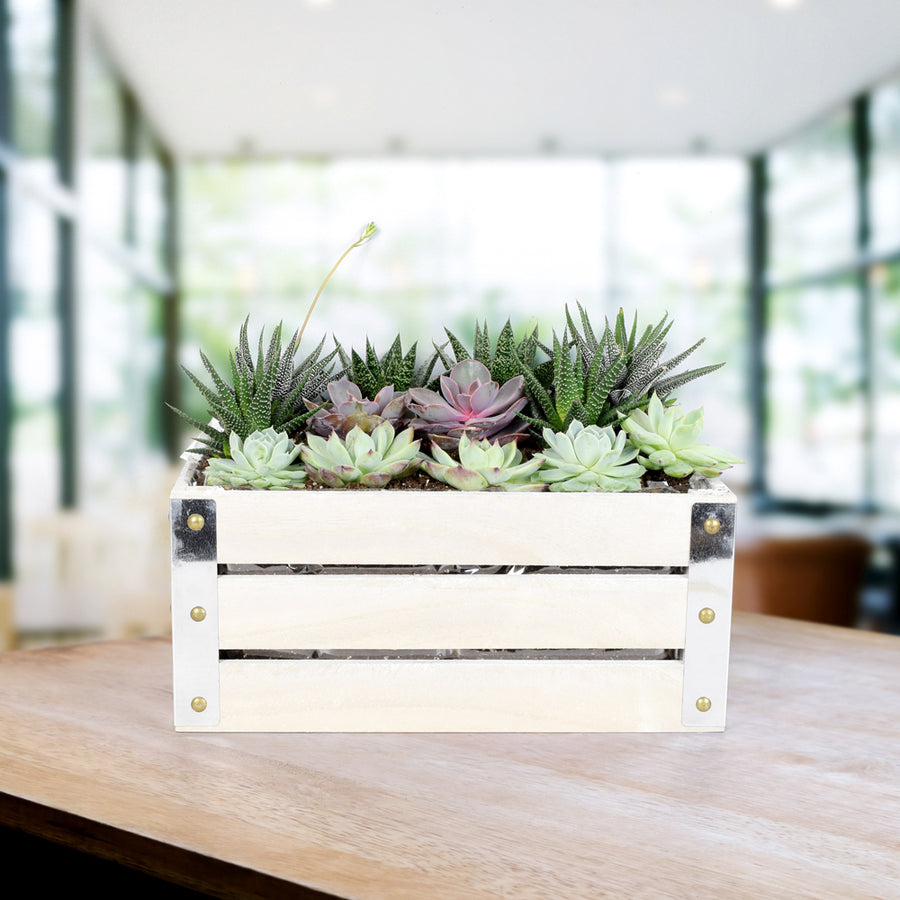 Succulent Garden Crate - Heart & Thorn delivery - USA delivery
