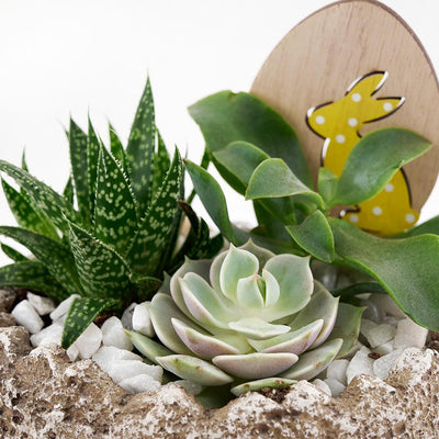 Easter Egg Rock Succulent - Heart & Thorn flower delivery - USA delivery