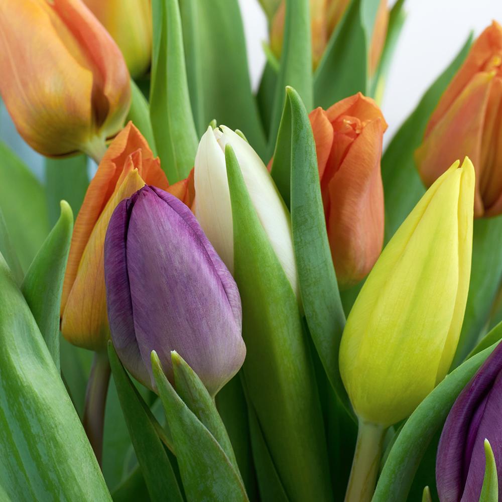 Encapsulated Elegance Tulip Bouquet. Multi-colored Selection of Tulips in a Floral Wrap with a Designer Ribbon. Floral Gifts from Heart & Thorn USA - Same Day USA Delivery.