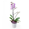Floral Treasures Exotic Orchid Plant - Heart & Thorn flower delivery - USA delivery 