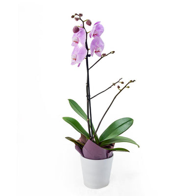 Floral Treasures Exotic Orchid Plant - Heart & Thorn flower delivery - USA delivery