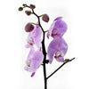 Floral Treasures Exotic Orchid Plant - Heart & Thorn flower delivery - USA delivery