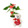 For My Love Flower Gift from Heart & Thorn USA - Plant Gift Basket - USA Delivery
