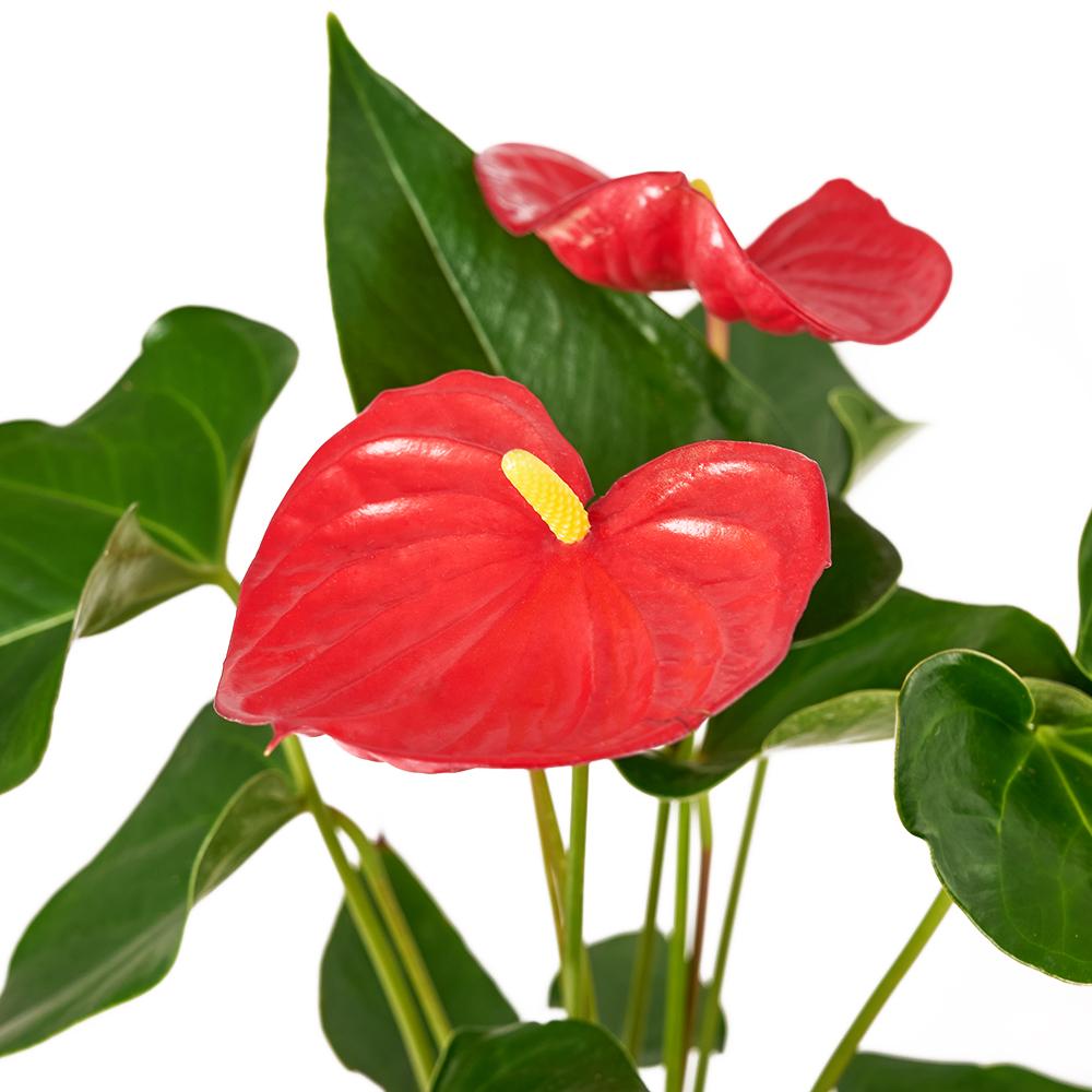 For My Love Flower Gift. Potted Anthurium Plant in a Ceramic Planter, Plush Little Tommy Bear. Flower Gifts from Heart & Thorn USA - Same Day USA Delivery.