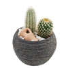 Forever Green Cactus Plant - Heart & Thorn Plant delivery - USA delivery