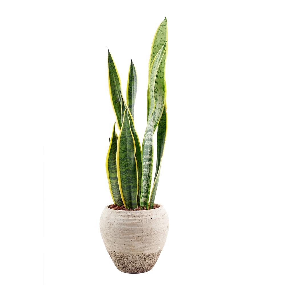 Golden Edged Sansevieria Trifasciata Plant - Heart &amp; Thorn plant delivery - USA delivery