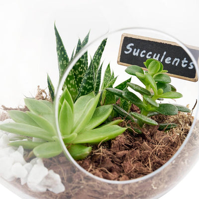 Green Aura Succulent Terrarium - Heart & Thorn flower delivery - USA delivery