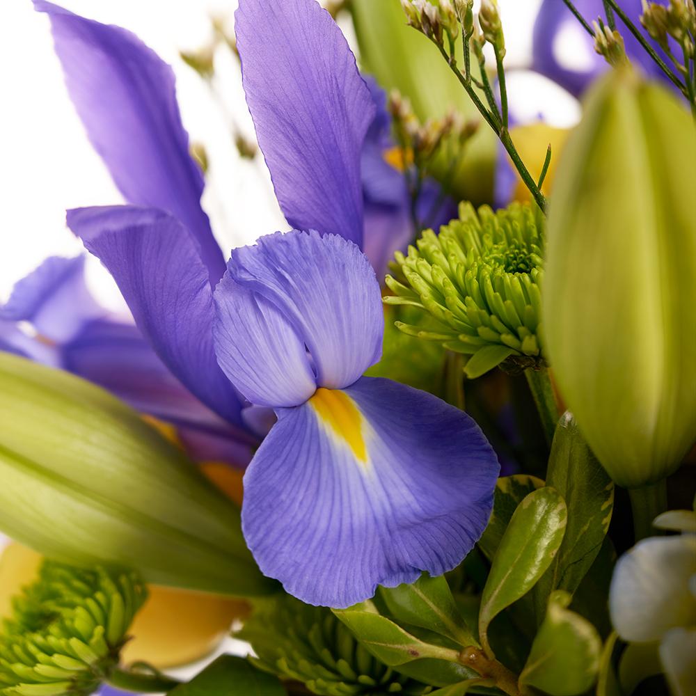 Irises in Paradise Mixed Arrangement. Irises, Roses, Hydrangea, Lilies, Spray Roses, Daisies, and Greens in a Charming Wicker Basket. Mixed Floral Gifts from Heart & Thorn USA - Same Day USA Delivery.
