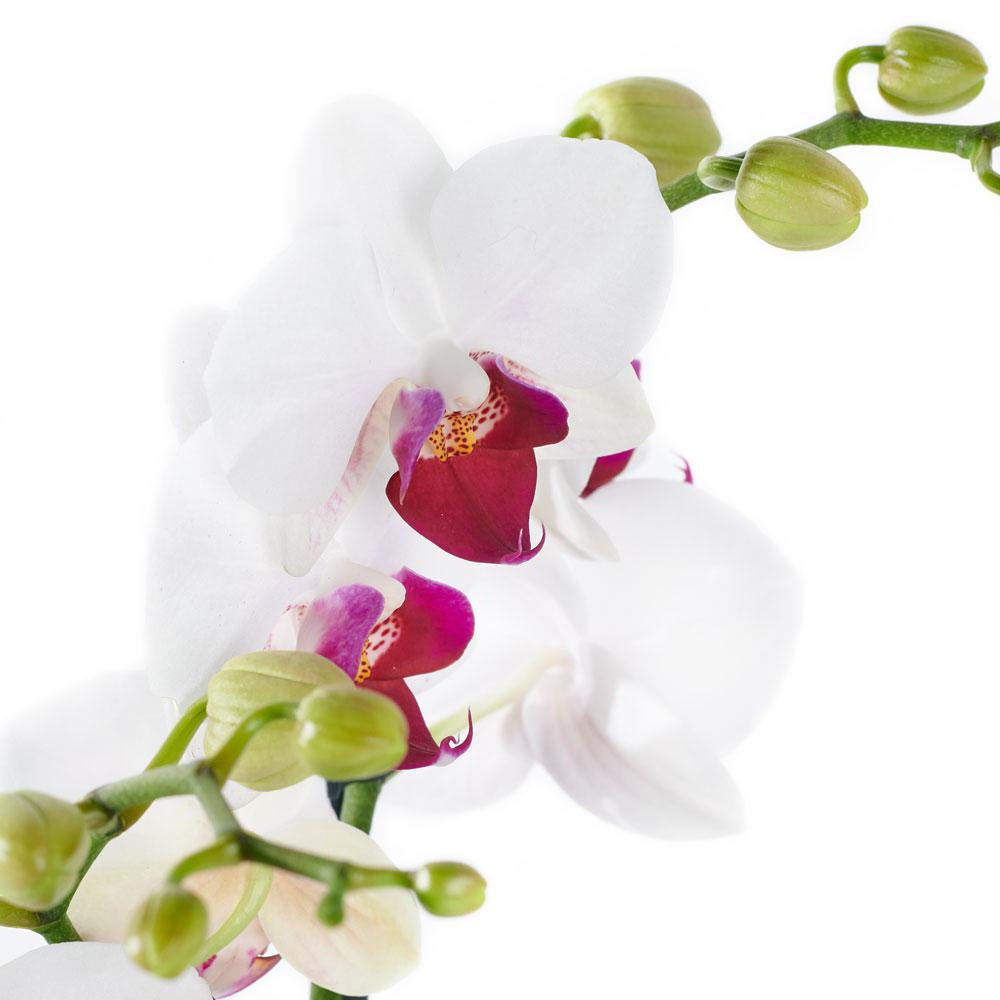 Lavish Exotic Orchid Plant - Heart & Thorn flower delivery - USA delivery