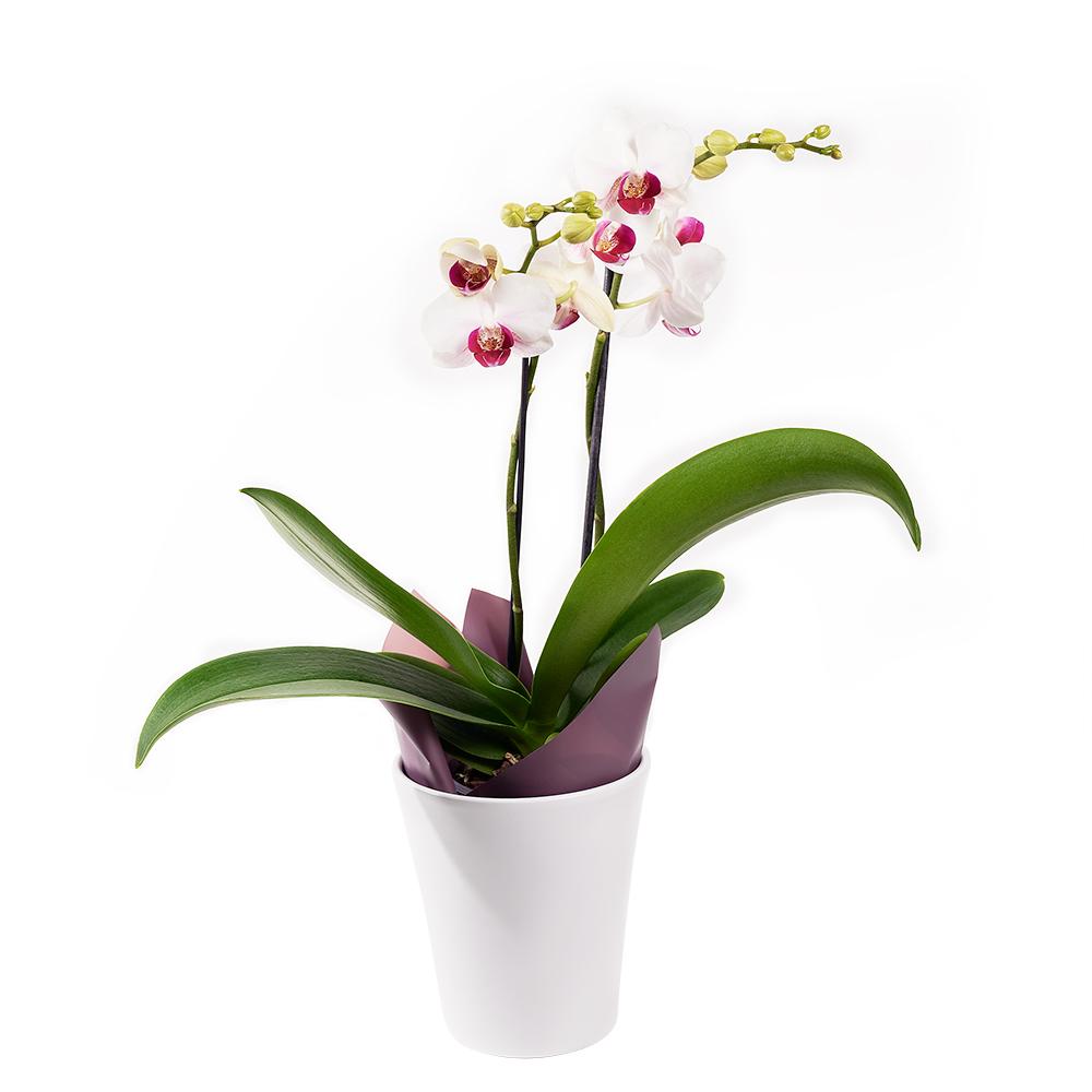 Lavish Exotic Orchid Plant - Heart &amp; Thorn flower delivery - USA delivery