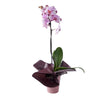 Elegant Orchid Plant, plant gift, orchid gift, orchid, plant delivery