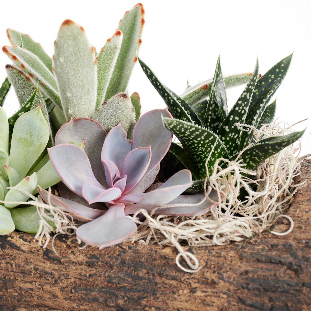 Natural Log Succulent - Heart & Thorn plant delivery - USA delivery