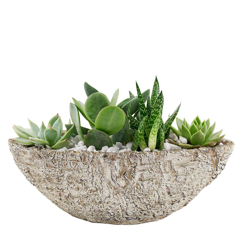 Nature's Own Succulent Garden - Heart & Thorn flower delivery - USA delivery