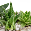 Nature's Own Succulent Garden - Heart & Thorn flower delivery - USA delivery