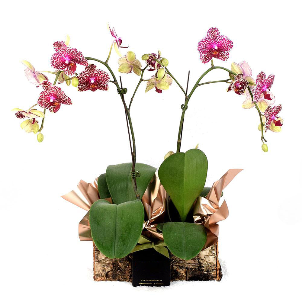Oriental Musings Exotic Orchid Plant from Heart &amp; Thorn USA - Plant Gift - USA Delivery