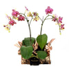 Oriental Musings Exotic Orchid Plant from Heart & Thorn USA - Plant Gift - USA Delivery